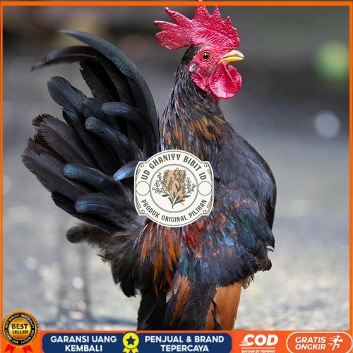 

Telur ayam serama kate lokal telur ayam hias telur fertil siap cod UD GHANIYY BIBIT ID