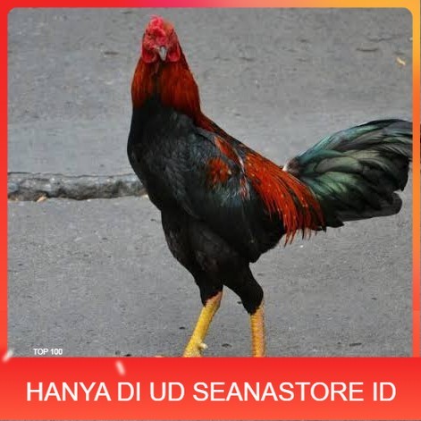 

Telur ayam bangkok pakhoy petarung aduan fertil untuk ditetaskan UD SEANASTORE ID