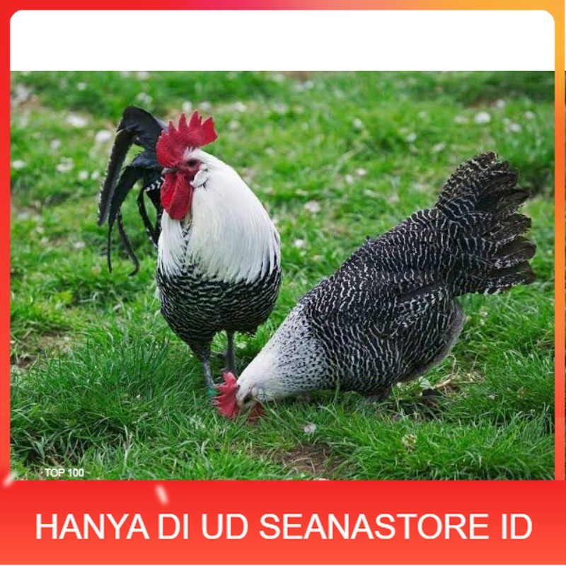 

TELUR AYAM ARAB PETELUR SUPER UNTUK DI TETASKAN UD SEANASTORE ID