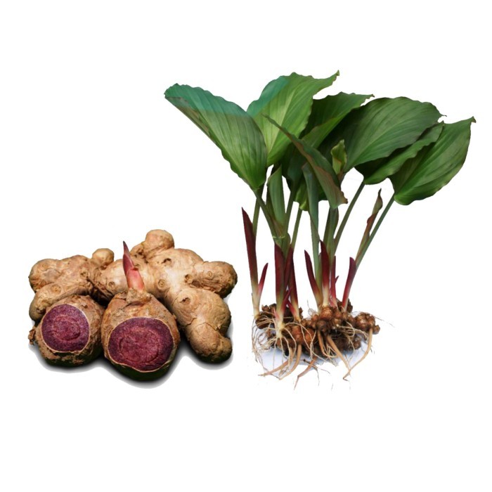 PROMO Bibit Kunyit Hitam Asli - Original Curcuma Caesia