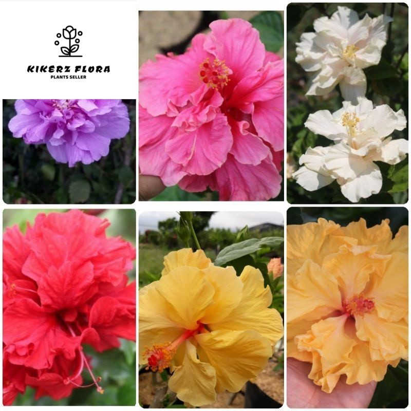 bibit bunga sepatu TUMPUK banyak warna - Tanaman Hias Bunga Sepatu Tumpuk - Bunga Sepatu Hibicus Tum