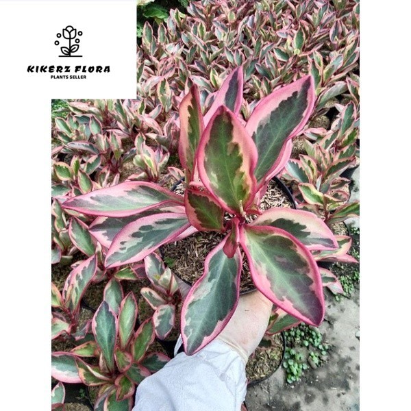 Bunga Teplan merah / peperomia tricolor