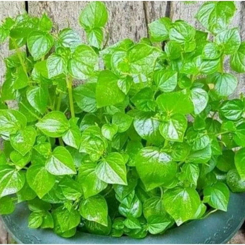 

Daun Suruhan Segar Atau Sirih Cina Ketupang Air - Sirih Cina 1kg