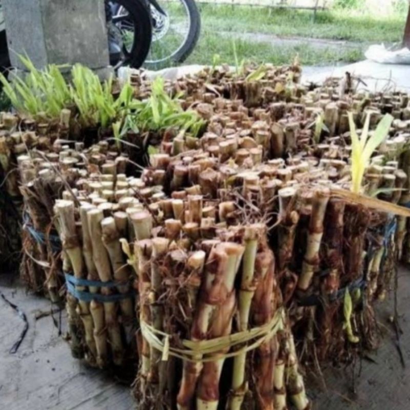 Bibit Tanaman Rumput Odot Super Murah Terbaik Bibit Rumput Odot kambing YL