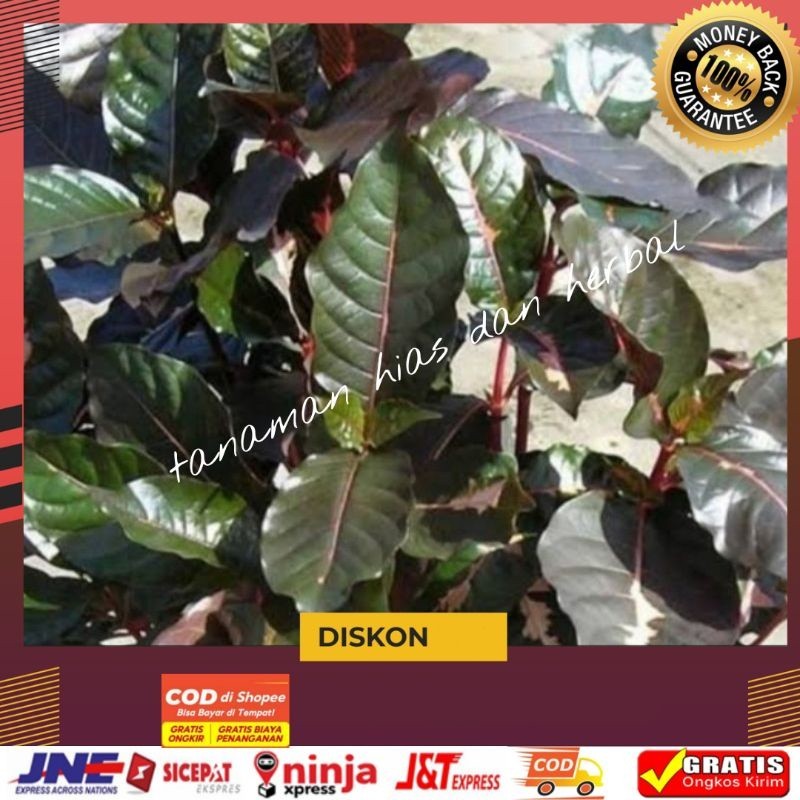 

Daun Ungu Handeleum Segar Daun Wungu Untuk Wasir Ambeien per100gram Terlaris