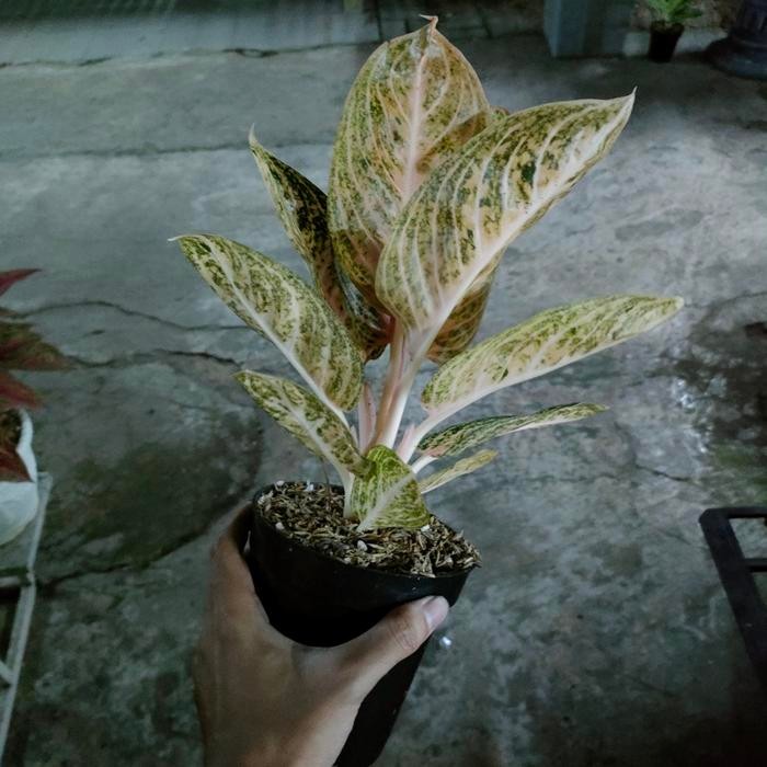 Aglonema Widuri orange / Widuri violet - L