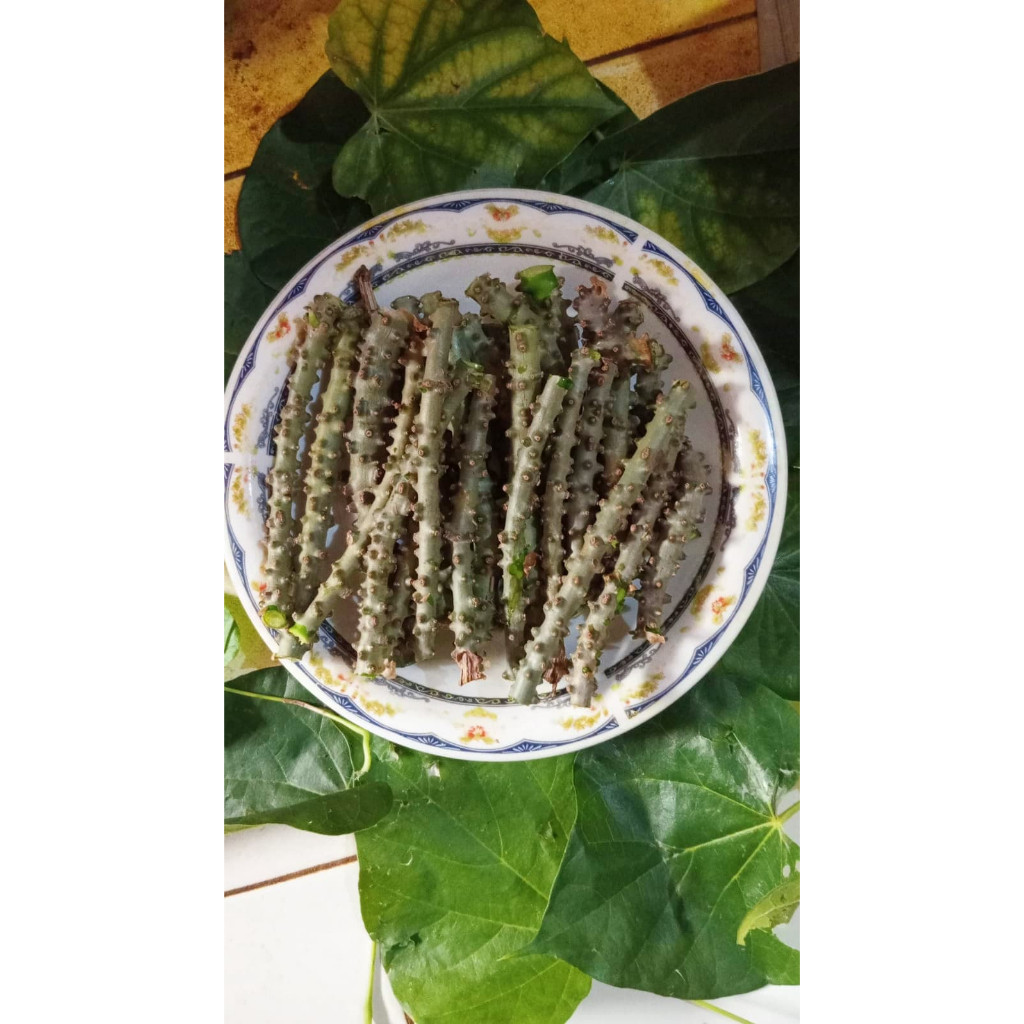 

Brotowali Organik Fresh 100% Kualitas Premium