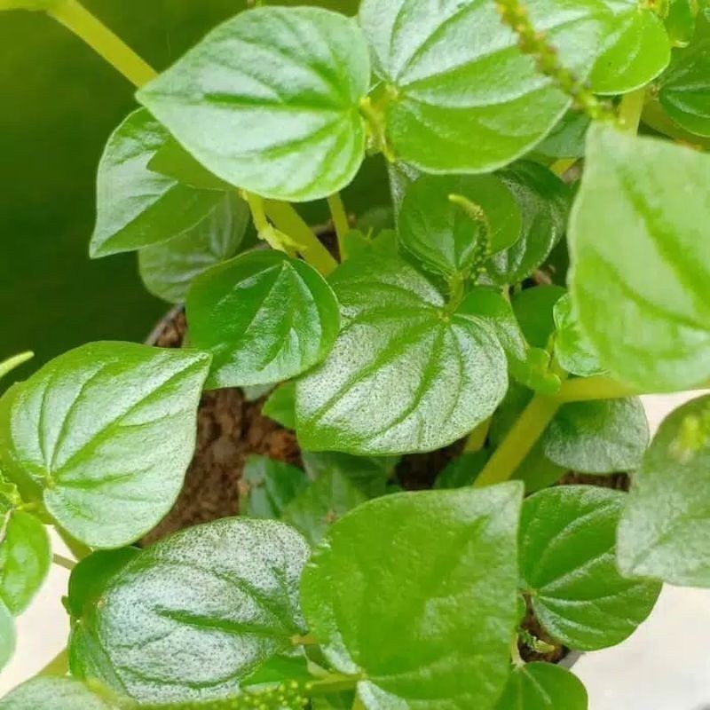 

Promo sirih cina/ketumpang air 100 gram Saung_herbalco