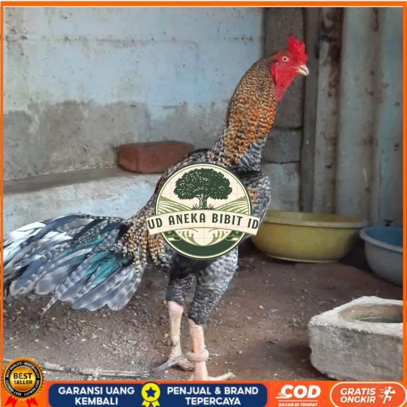 

TELUR AYAM HIAS PEDAGING URABA 2 UNTUK DI TETASKAN UD ANEKA BIBIT ID
