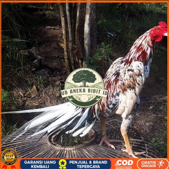 

Telur ayam bangkok ekor lidi / telur ayam hias fertil siap tetas UD ANEKA BIBIT ID