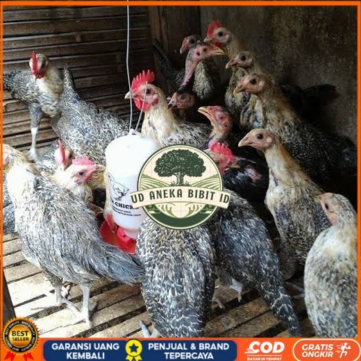 

Telur ayam arab fertil siap ditetaskan - AYAM ARAB UD ANEKA BIBIT ID