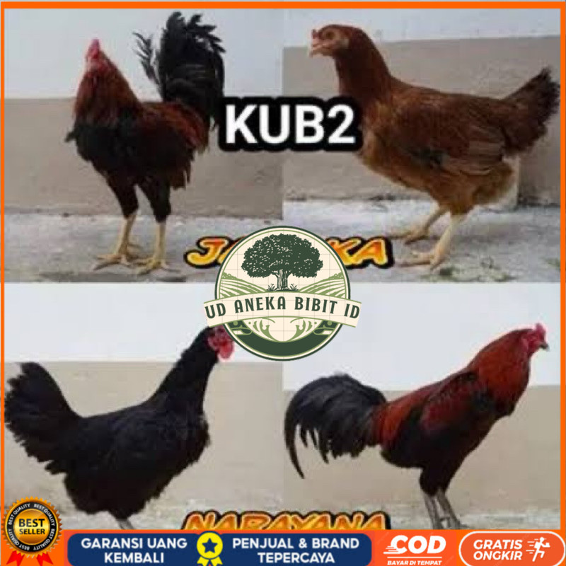 

TELUR FERTIL AYAM KUB 2JANAKA/NARAYANA INDUKAN TERSELEKSI UNTUK DI TETASKAN UD ANEKA BIBIT ID