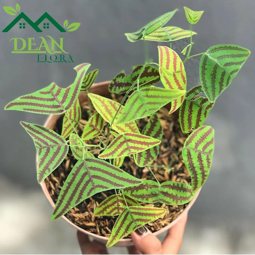 Tanaman Hias Oxalis Kupu Kupu Batik - Oxalis Kupu Kupu - Pohon Oxalis