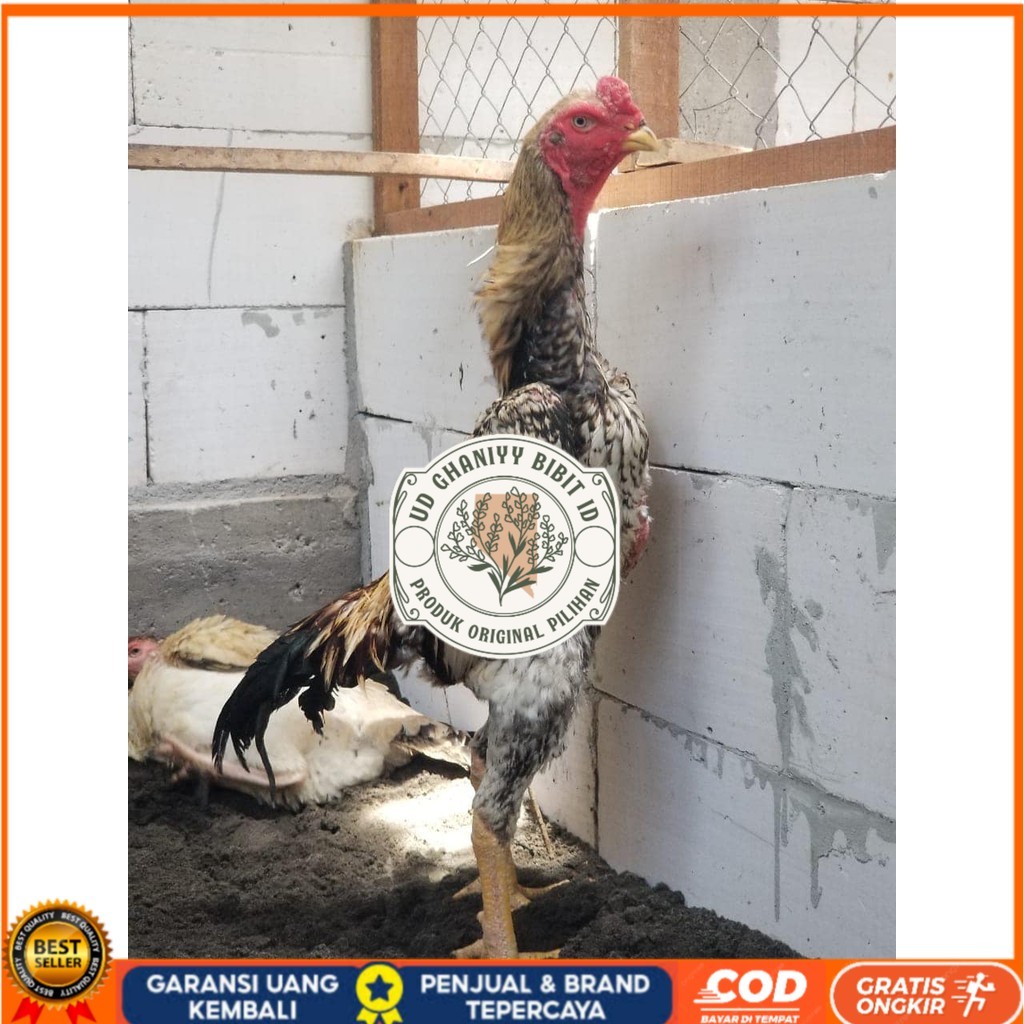

Telur ayam bangkok shamo jepang / ayam petarung aduan untuk ditetaskan UD GHANIYY BIBIT ID