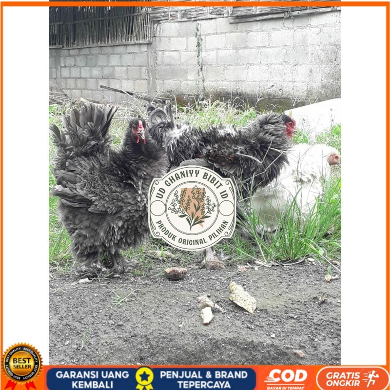 

TELUR AYAM HIAS BRAHMA BULU WALIK / AYAM BRAHMA FRIZEL UNTUK DI TETASKAN UD GHANIYY BIBIT ID