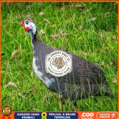 

Telur ayam mutiara / telur ayam hias / telur fertil siap cod UD GHANIYY BIBIT ID