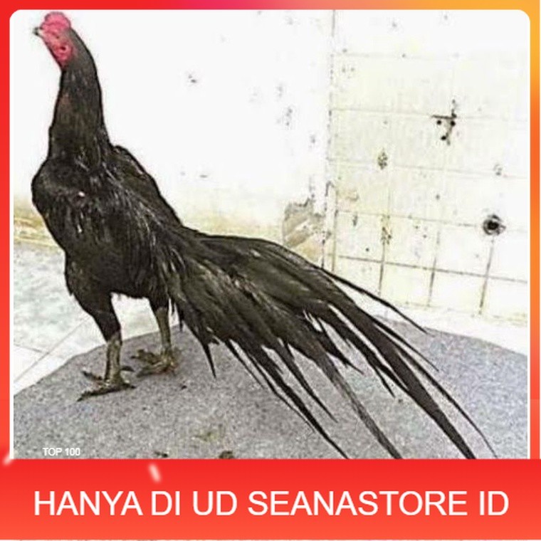 

TELUR AYAM MANGON GESIT TANGGUH UNTUK DI TETASKAN UD SEANASTORE ID