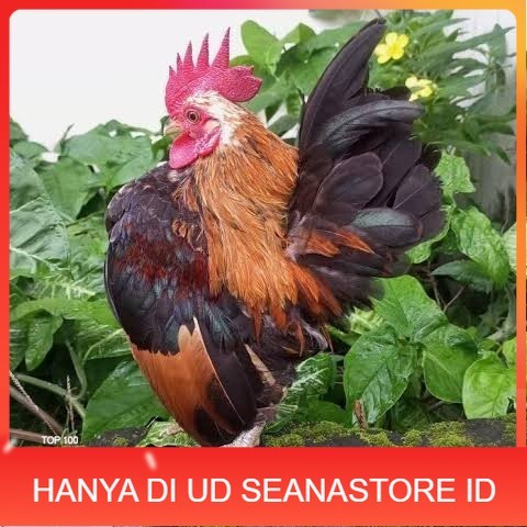 

Telur ayam serama / kate lokal fertil asli siap ditetaskan - ayam kate lokal UD SEANASTORE ID