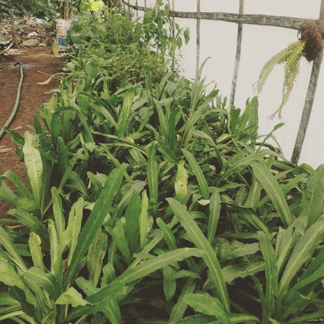 

Termurah Daun walang sangit/walang cina segar 1 kg organik siap petik