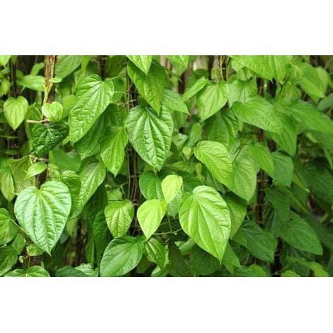 

Daun sirih hijau organik segar / herbal / jamu [ Fresh Produk ]