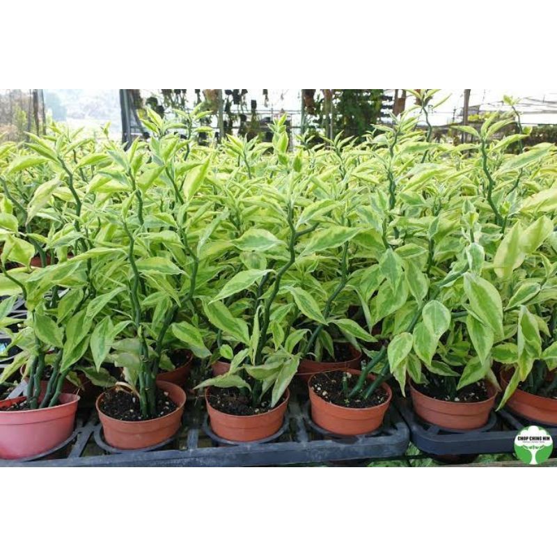 tanaman hias zig-zag plant - pohon hias patah tulang