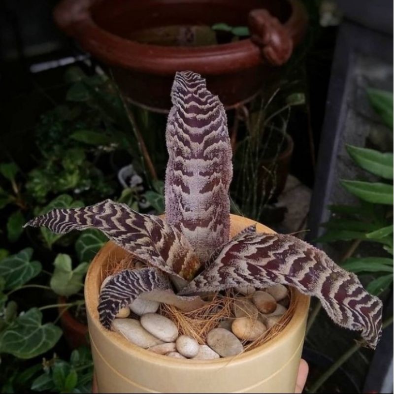( BISA COD ) Tanaman Hias Bromelia Cryptantus Tokek - Bromelya Toke / Tanaman Hidup Criptantus Tokek