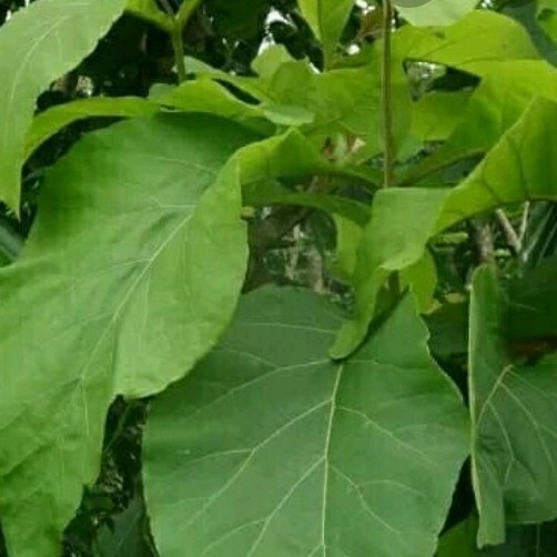 

1 kg daun jati segar,