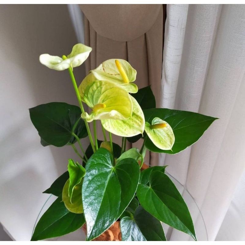 Tanaman Hias Anthurium Mickey Mouse Kuning - Anthurium Mickey Mouse Bunga Kuning - Tanaman hidup