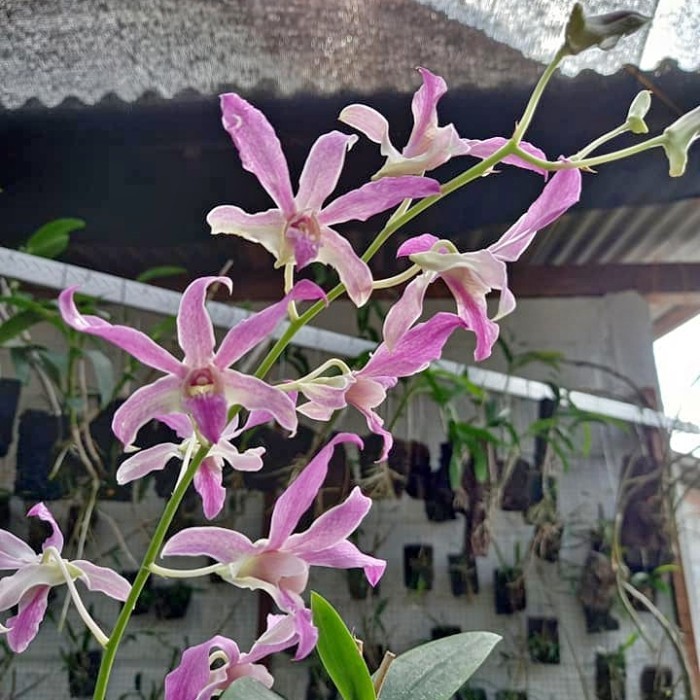 A.L anggrek dendrobium superbien dewasa