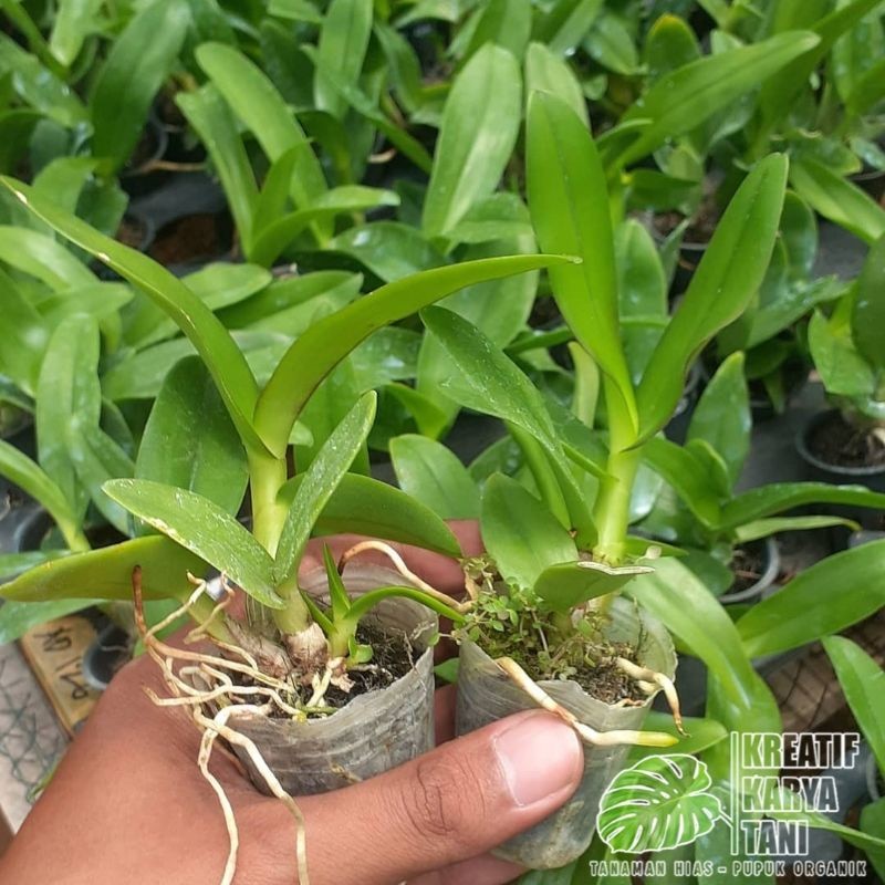 Anggrek dendrobium - Tanaman anggrek dendrobium