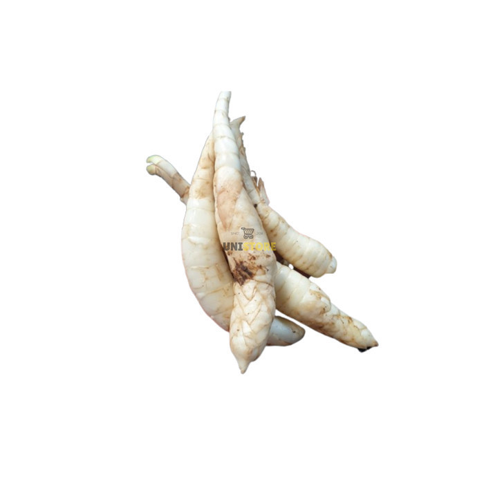 

Umbi Garut Segar 500 Gram Obat Alami Gred Asam Lambung Ampuh