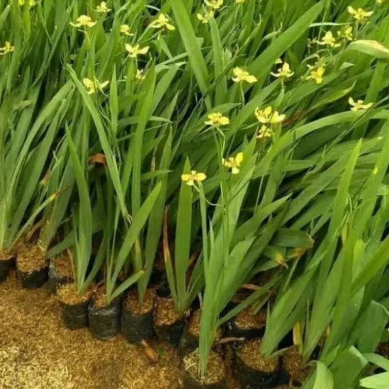 Promo tanaman hias airis Lestari_Desaku