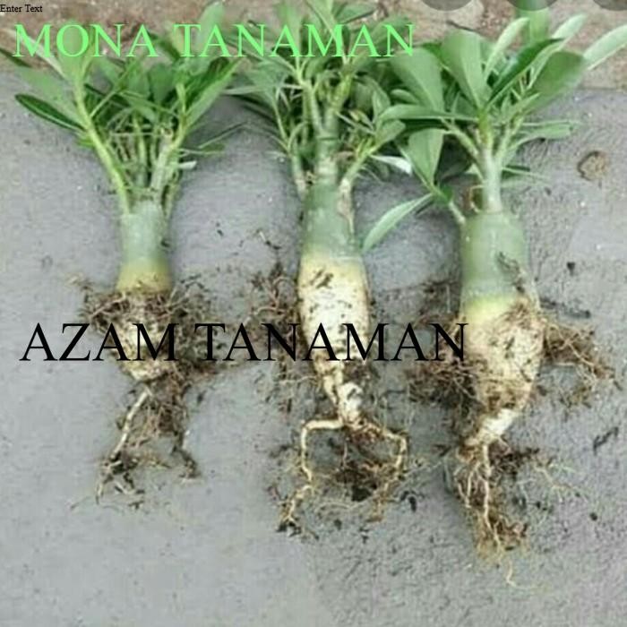 tanaman adenium bunga tumpuk cabang seribu