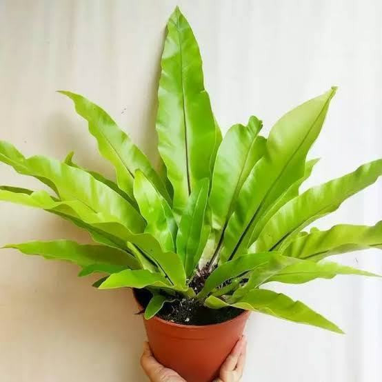 

Tanaman hias kadaka mini daun banyak