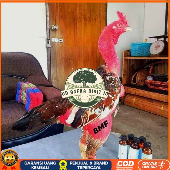 

telur ayam petarung saigon fertil siap ditetaskan - ayam saigon UD ANEKA BIBIT ID