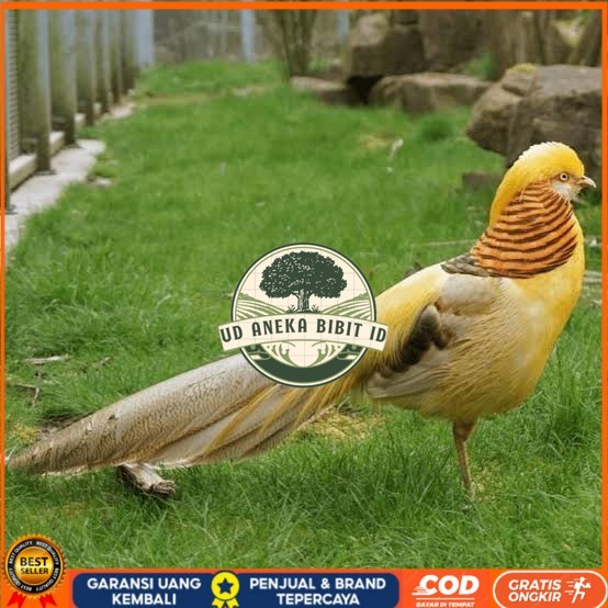 

Telur ayam hias ringneck yellow pheasant fertil asli UD ANEKA BIBIT ID