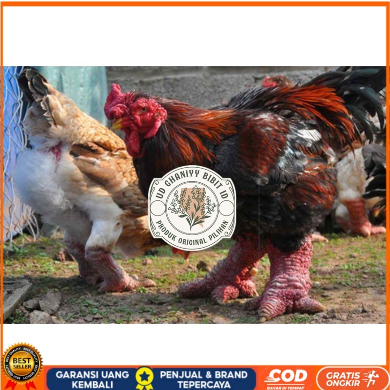 

TELUR AYAM DONG TAO / KAKI GAJAH DARI VIETNAM untuk di tetaskan UD GHANIYY BIBIT ID