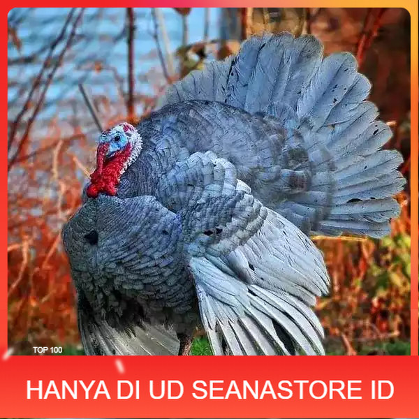 

Telur ayam kalkun blue slate jumbo / telur ayam hias / telur fertil siap tetas UD SEANASTORE ID