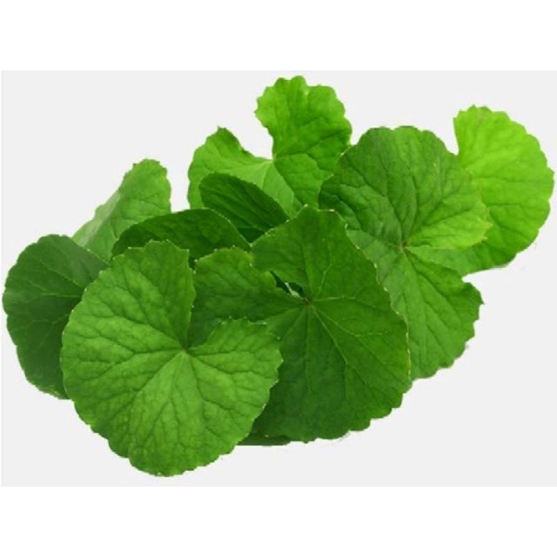 

Termurah Daun pegagan 500 gram