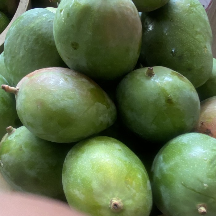 

Mangga berazil jumbo | Buah mangga irwin jumbo 800 grm