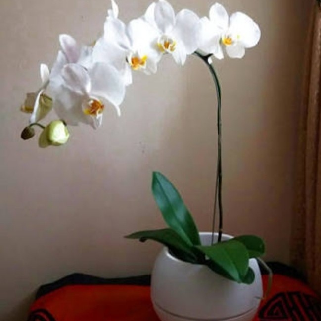 anggrek bulan putih dewasa siap berbunga bibit anggrek
