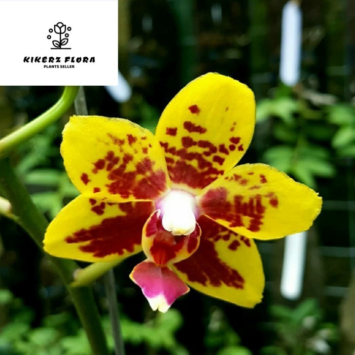 anggrek bulan yelllow bintik spike premium