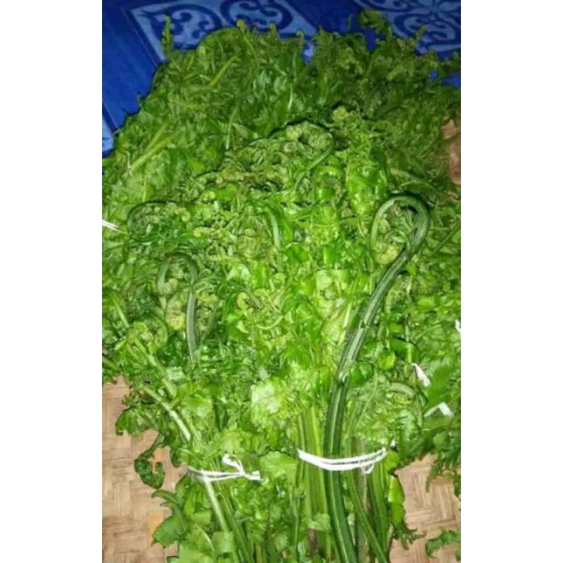 

pakis sayur 400gram