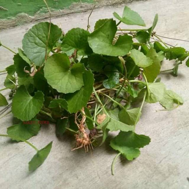 

Daun pegagan,antanan segar(250gram)