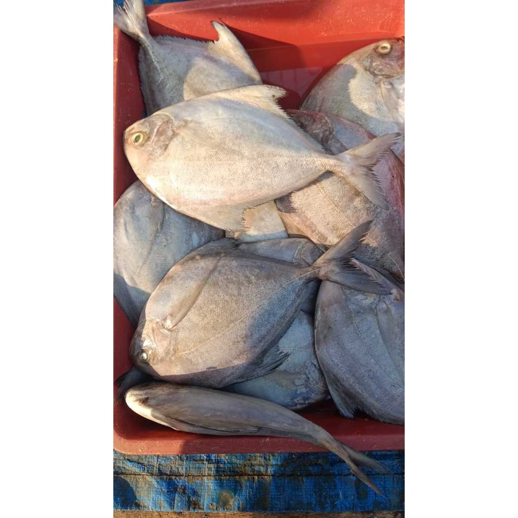 

Bawal Laut Kg