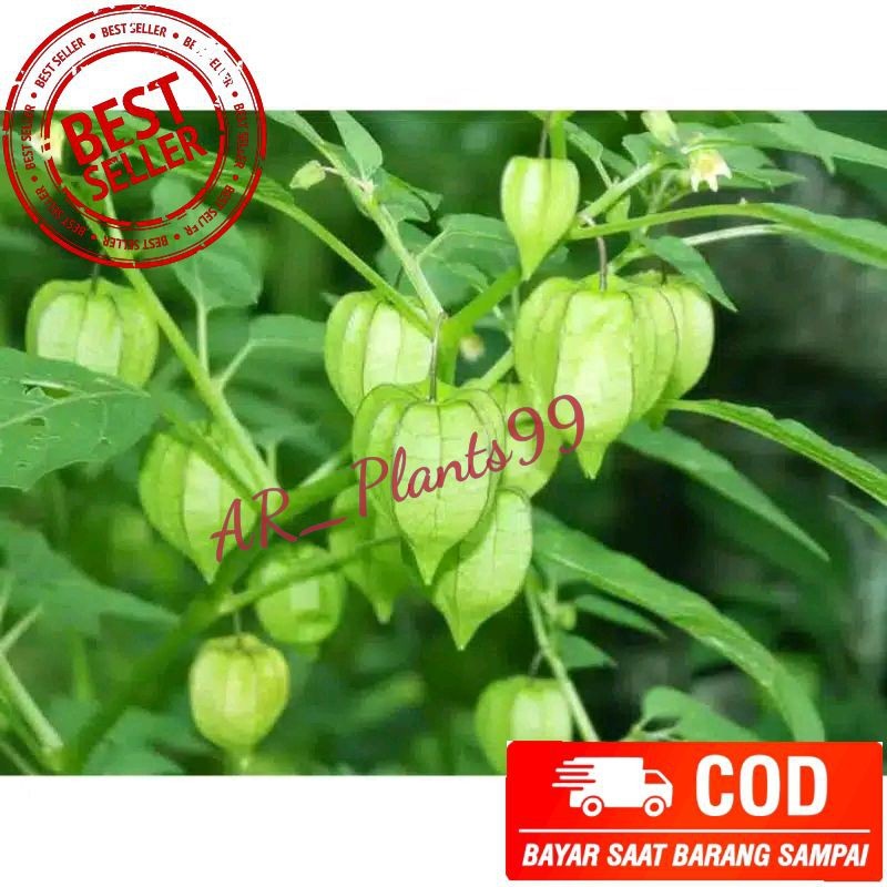 

DAUN CIPLUKAN SEGAR | DAUN CECENDET 250 gram