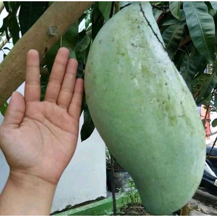 Bibit Mangga MAHATIR Jumbo Siap Berbuah / Bibit Buah Buahan