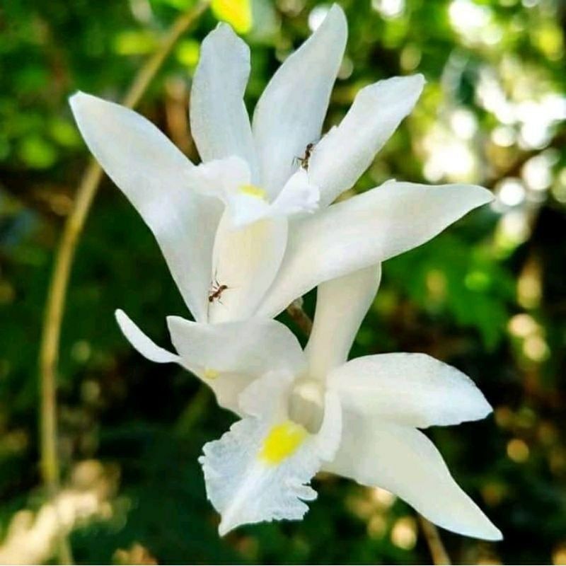 Anggrek langka bungga putih / anggrek dendrobium anggrek merpati asli spike YL