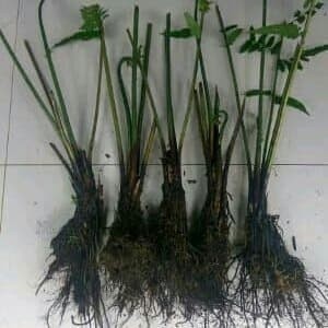 paket 100 bibit pakis sayur unggul COD Batak
