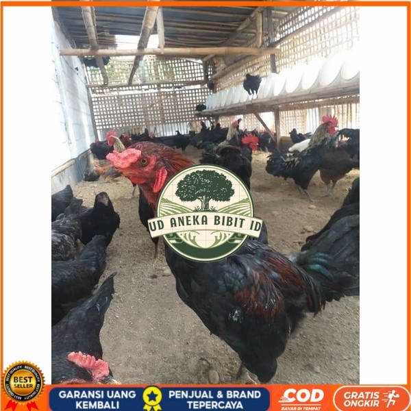 

Telur ayam KUB petelur handal fertil siap ditetaskan - telur ayam kub UD ANEKA BIBIT ID